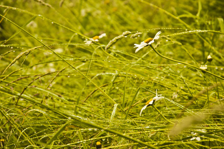 It was raining seven days on this meadow.の写真素材