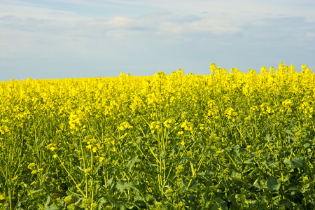 Rapeseed fieldの写真素材