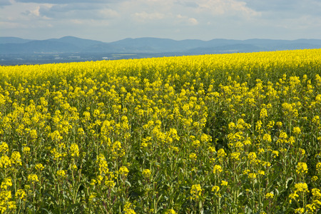 Rapeseed fieldの写真素材