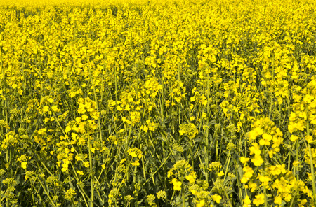 Rapeseed field, close up.の写真素材