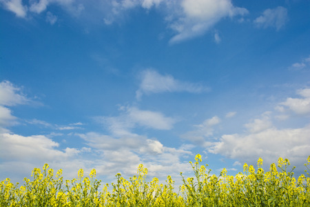 Rapeseed fieldの写真素材