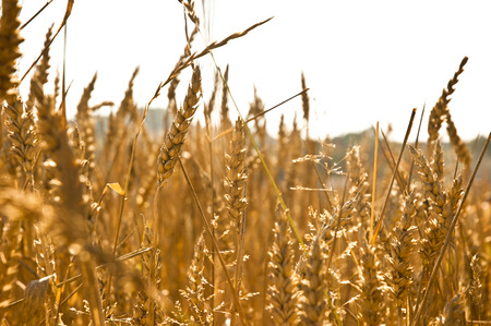 Wheat field - lose-upの写真素材