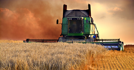 Combine harvester at work harvesting a field of wheat.の写真素材