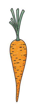 Organic carrot doodle cute icon. Orange carrot with green stems, textured. Natural food concept, cooking ingredients. Concept of healthy food, vegan productsのイラスト素材