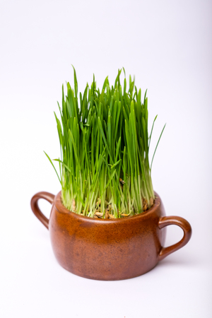 A young grass grows in a pot. Green grass. A pot with grass on a white background.の写真素材
