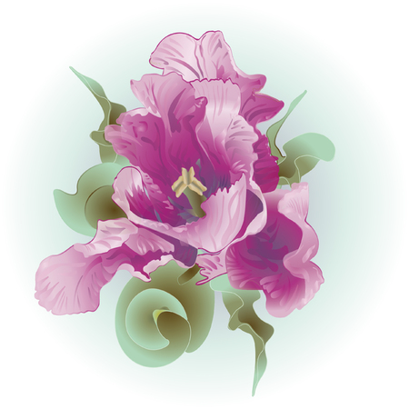 tulipのイラスト素材