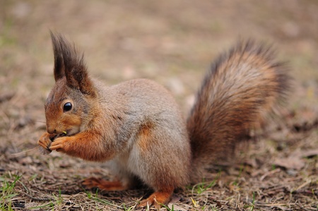 Cute little squirrel eating a nut in a parkの写真素材