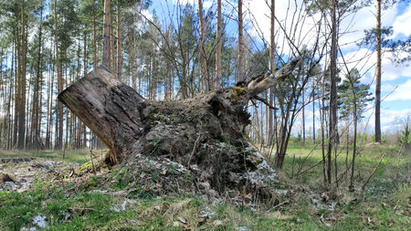 Pine forest tree roots