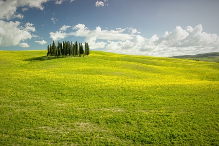 Cypress grove, Tuscany, Italyの写真素材