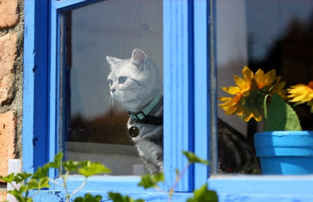 British short hair cat in windowの写真素材