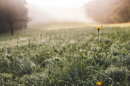 Summer misty dew morningの写真素材