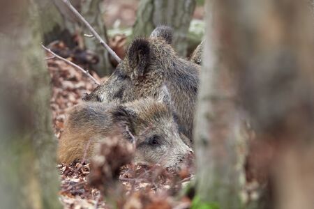 Wild boar family lying in forest in autumntime (Sus scrofa). View of dangerous aggressive animal in wilderness. Concept of animal danger in nature. Mammals in nature habitat.の写真素材