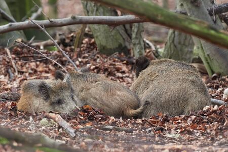 Wild boar family lying in forest in autumntime (Sus scrofa). View of dangerous aggressive animal in wilderness. Concept of animal danger in nature. Mammals in nature habitat.の写真素材