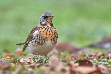 A stunning Fieldfare (Turdus pilaris) perched on the ground on a grass mound.の写真素材