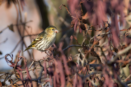 Female siskin feeding (Carduelis spinus or Spinus spinus). Eurasian Siskin sitting in a tree crown...