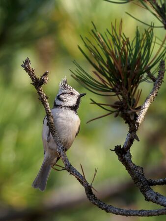 Crested Tit sitting on pine branch. Bird in the nature habitat, Portrait of Songbird tit with crest. Wildlife scene from fall forest. Autumn in nature. Lophophanes cristatusの写真素材