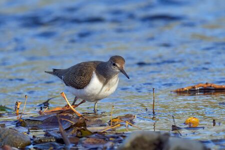 Common sandpiper (Actitis hypoleucos) is a bird species from the family Scolopacidae, of the genus Actitis. This bird is a type of crustacean-eating birds, insects, invertebratesの写真素材