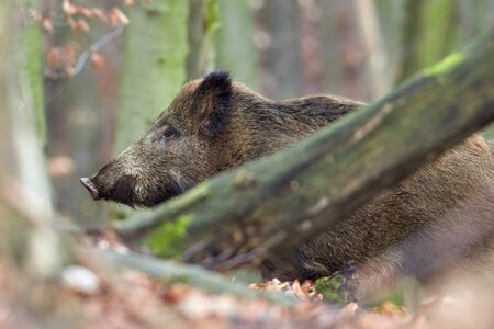Alert wild boar, sus scrofa, standing fierceful on a forest in autumntime. View of dangerous aggressive mammal in wilderness. Concept of animal danger in nature.の写真素材