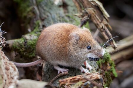 Common Vole (Myodes glareolus; formerly Clethrionomys glareolus). Small vole with reddish-brown fur eating seedsの写真素材