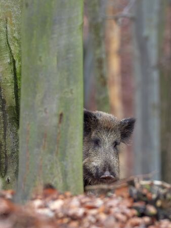 Wild boar (sus scrofa) walking in forest on morning and looking at camera. Wildlife in natural habitat.の写真素材