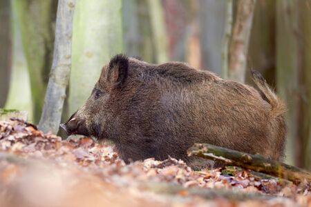 Alert wild boar, sus scrofa, standing fierceful on a forest in autumntime. View of dangerous aggressive mammal in wilderness. Concept of animal danger in nature.の写真素材
