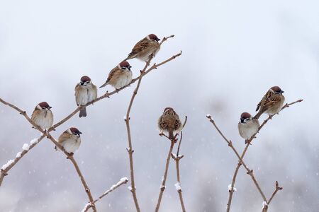 Songbird Tree Sparrow (Passer montanus), sitting on branch with snow during winter. Big flock of birds.の写真素材