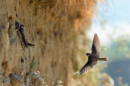 Sand Martin (Riparia riparia). Spring scene of a wild bird in its natural habitat. In the morning the colonies songbirds.の写真素材