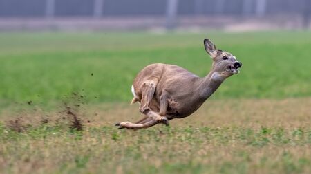 Sprinting roe deer (capreolus capreolus) buck in natural summer meadow. Dynamic action photo of wild animal running. Endangered animal escape into safety. Action scene from nature.の写真素材