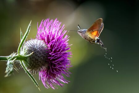 An hummingbird hawk-moth (Macroglossum stellatarum) feeding nectar from woolly thistle flower.の写真素材