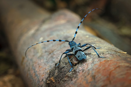 Rosalia longicorn (Rosalia alpina) in nature habitat . The Rosalia longicorn or Alpine longhorn...