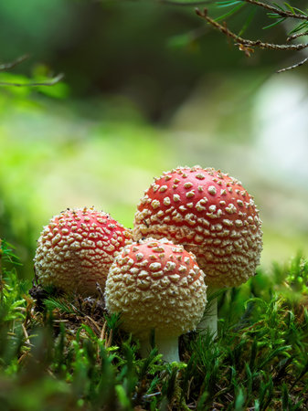 Amanita Muscaria, poisonous mushroom. Photo has been taken in the natural forest background.