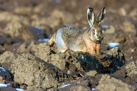 The European hare (Lepus europaeus) in sprint.の写真素材