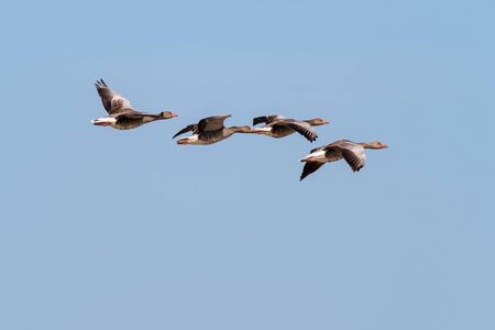 The greylag goose (Anser anser). Four birds fly over the lake. Spring scene from nature.の写真素材