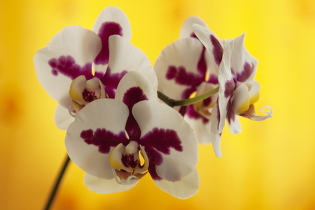 White and magenta colored orchid blooming. Colorfull composition with blurred yellow background.の写真素材
