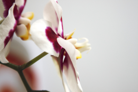 Blooming orchid flower in white and pink color. Blurred background. Selective focus.  View from top.の写真素材