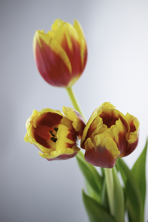 Colorful bouquet of tree red-yellow tulips on elegant light-gray  background.  Selective focus.の写真素材
