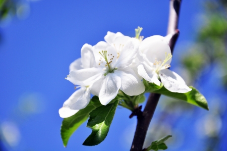 Beautiful white flower in the gardenの写真素材