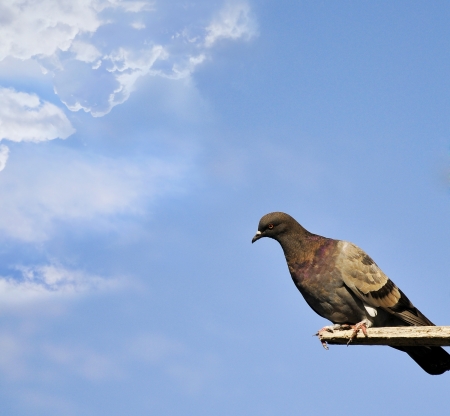 a pigeon sitting on a branch against the skyの写真素材