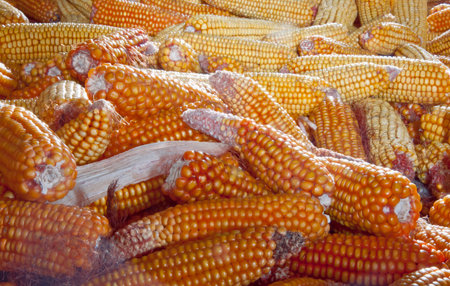 a lot of corn, a rich harvest