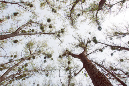many trees in the field