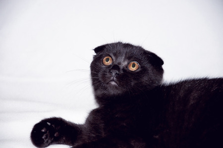 black cat with yellow eyesの写真素材