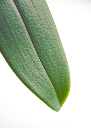green leaf on the white backgroundの写真素材