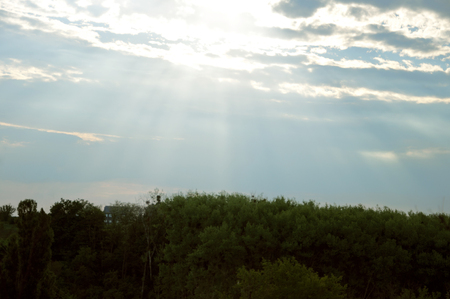 nature. Green forest and clean skyの写真素材