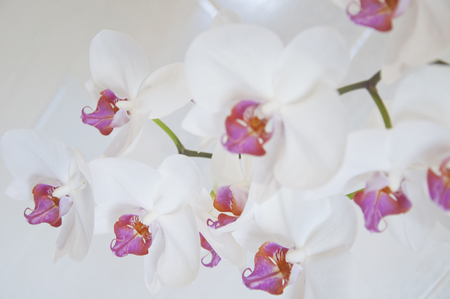 Beautiful orchid on an white backgroundの写真素材