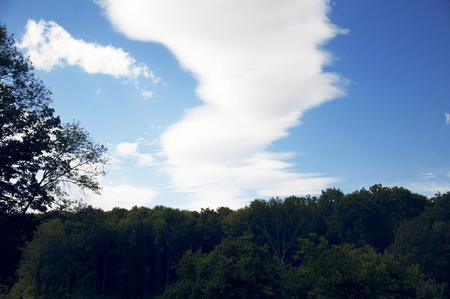 Nature, clear sky above the treesの写真素材