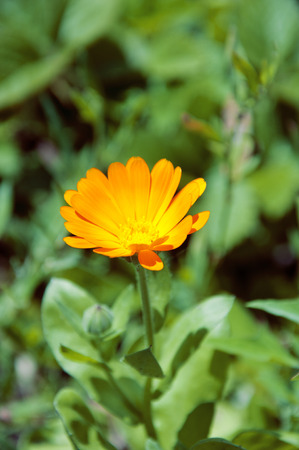 one Orange flower in the fieldの写真素材