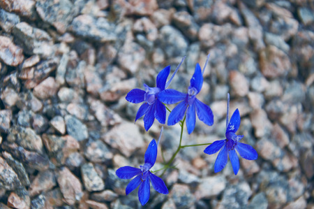 Blue flower amongst the rocksの写真素材