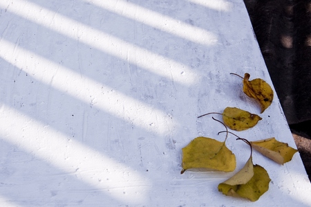 many yellow leaves on the canvasの写真素材