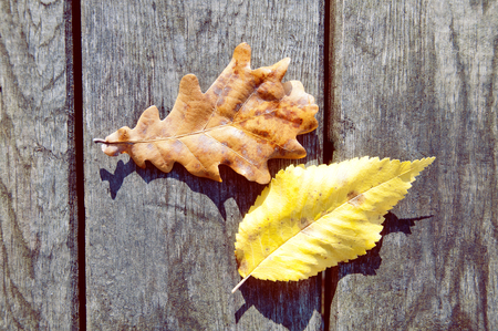 two leaves on the wooden table, autumn is comingの写真素材