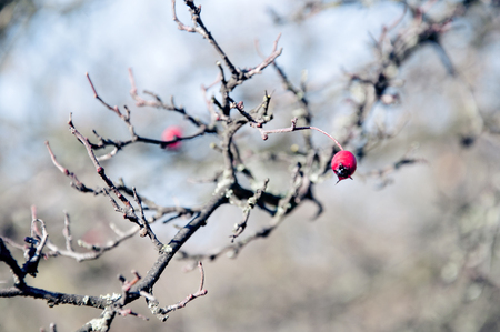 Branch of the tree without leaves, autumnの写真素材